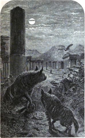 hyena hyena